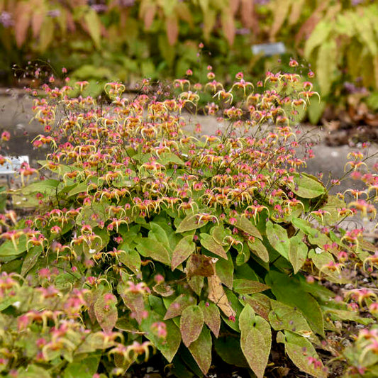 Epimedium x 'Dream Catcher'