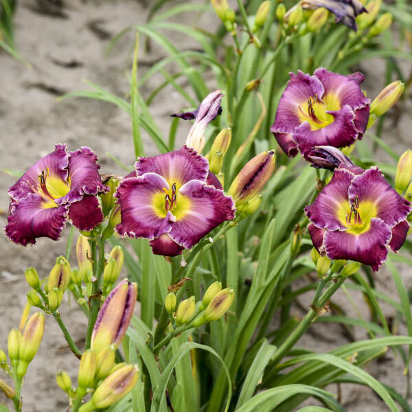 Hemerocallis 'Through A Glass Darkly'