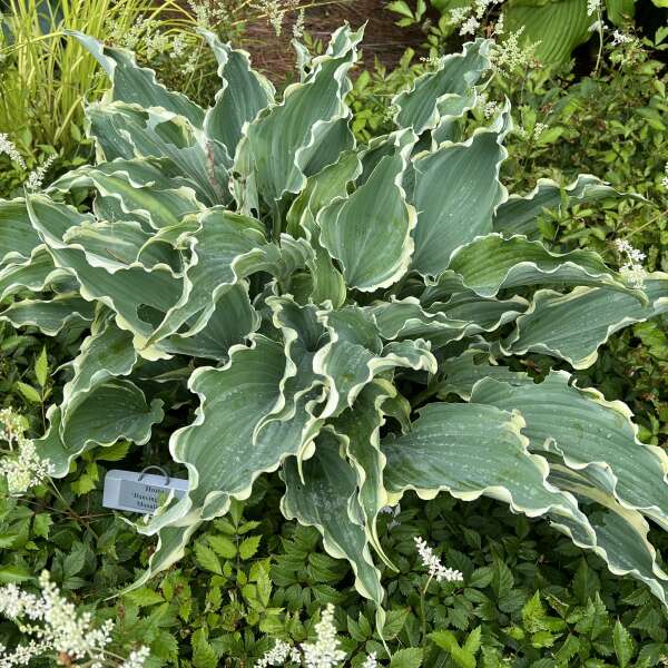 Hosta 'Dancing in the Moonlight'