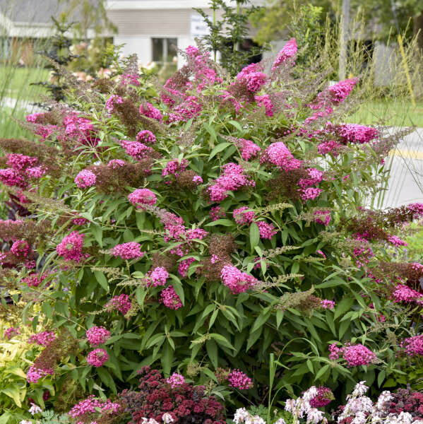 Buddleia 'Cherry Royale'