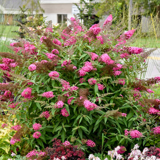 Buddleia 'Cherry Royale'