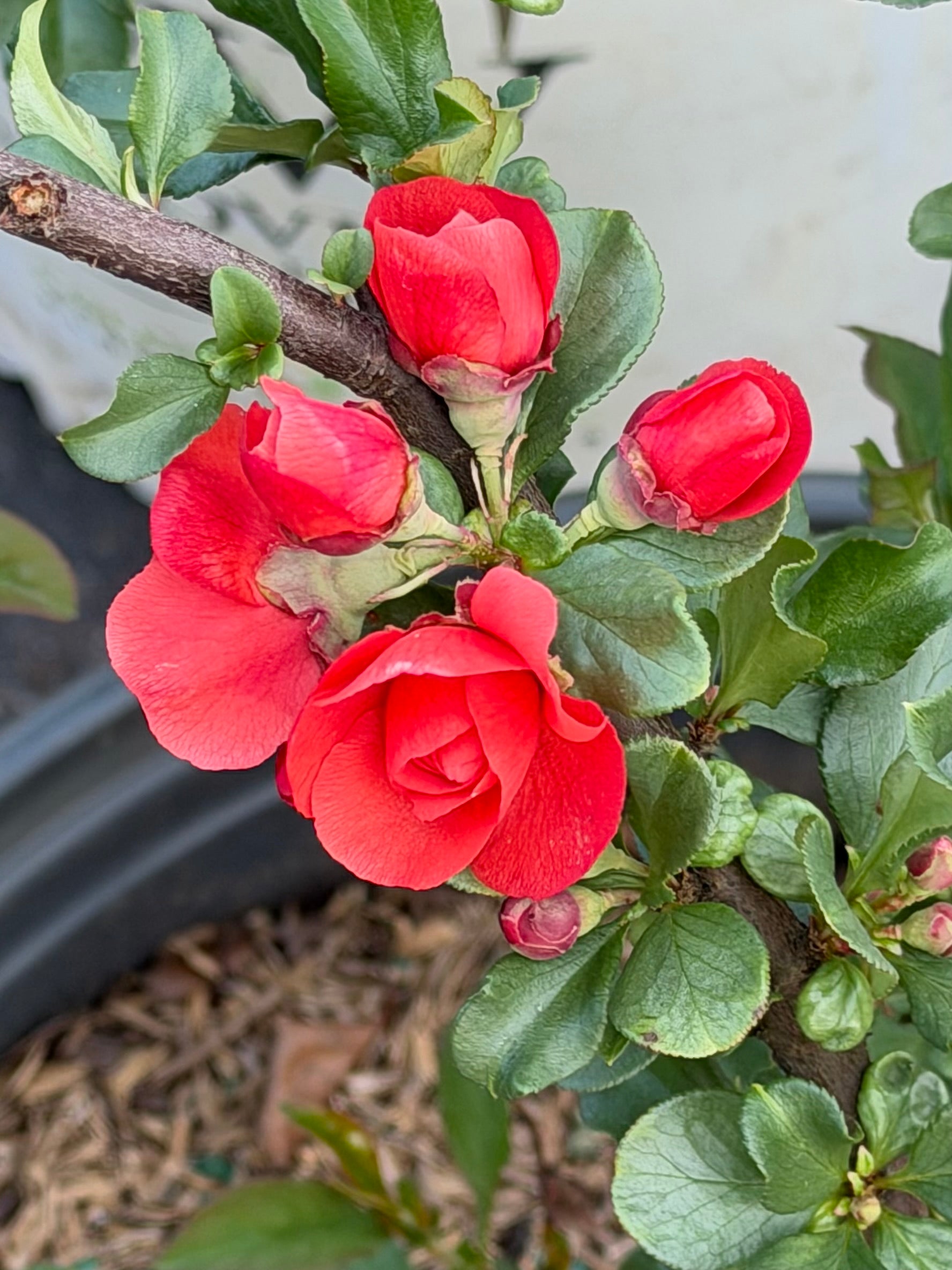 Chaenomeles 'Double Take Orange' (Quince) #3