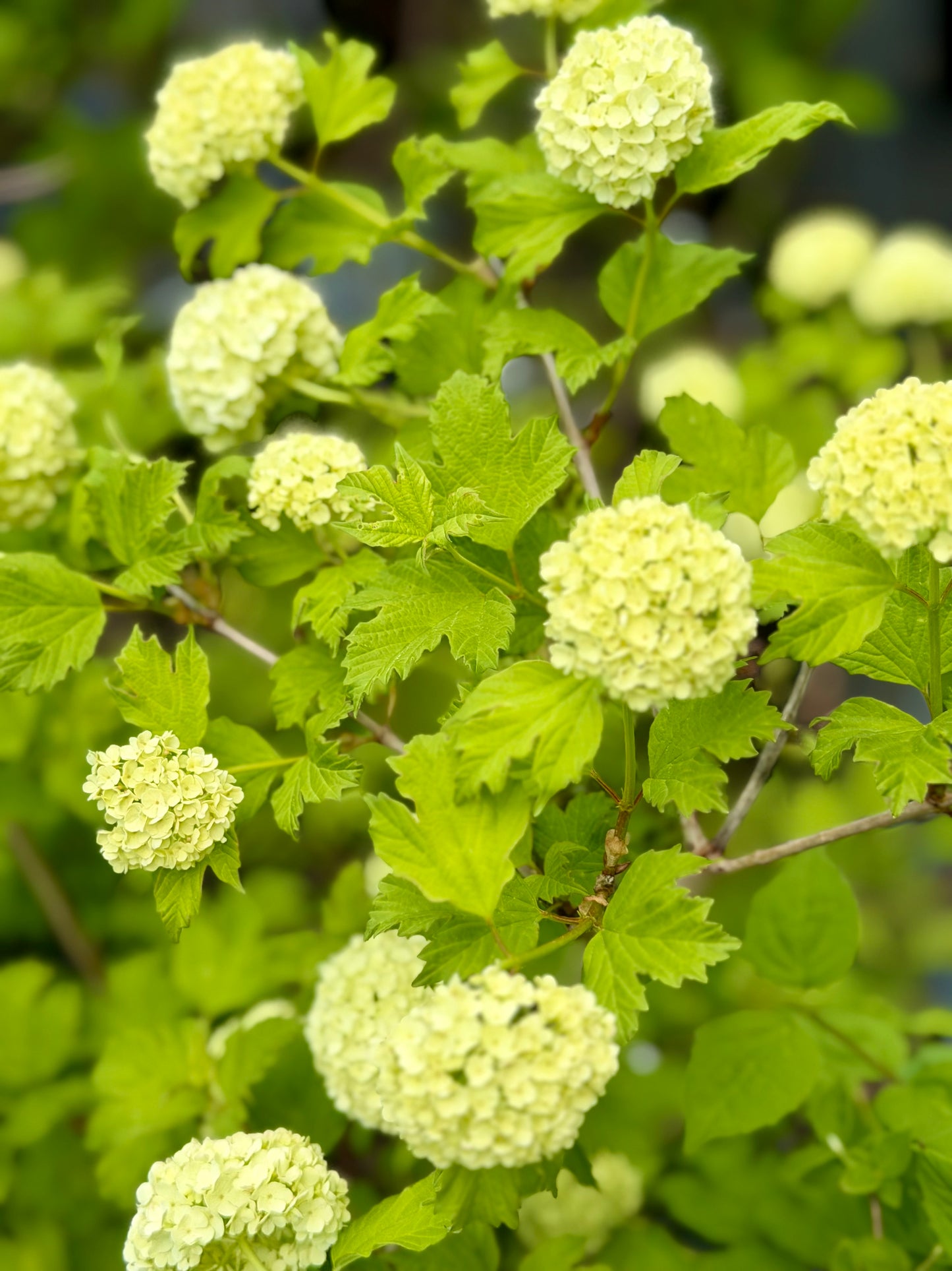 Viburnum opulus (Snowball Viburnum)