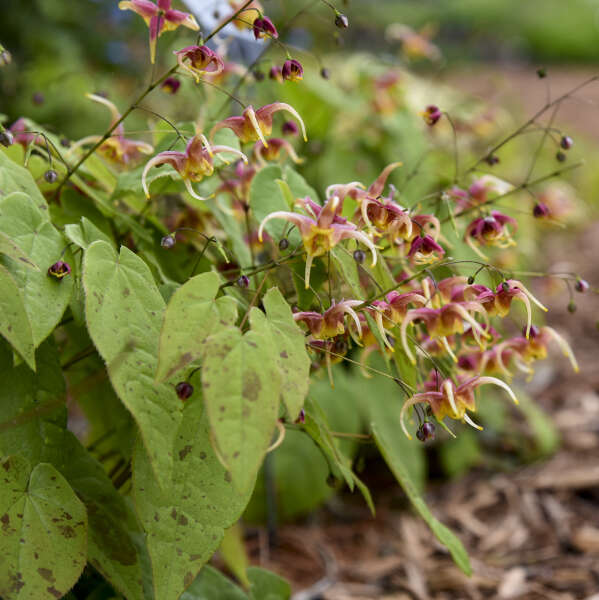 Epimedium x omeiense 'Rigoletto' ('Akane')