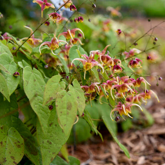 Epimedium x omeiense 'Rigoletto' ('Akane')