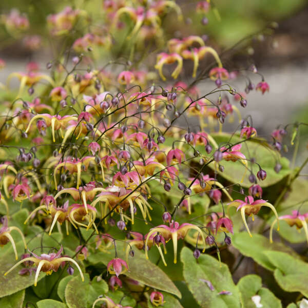 Epimedium x 'Dream Catcher'