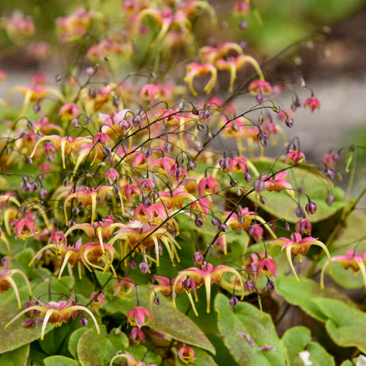 Epimedium x 'Dream Catcher'