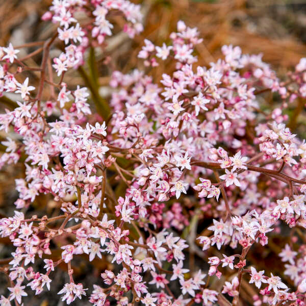 Oredenia 'Fusion of Fire'