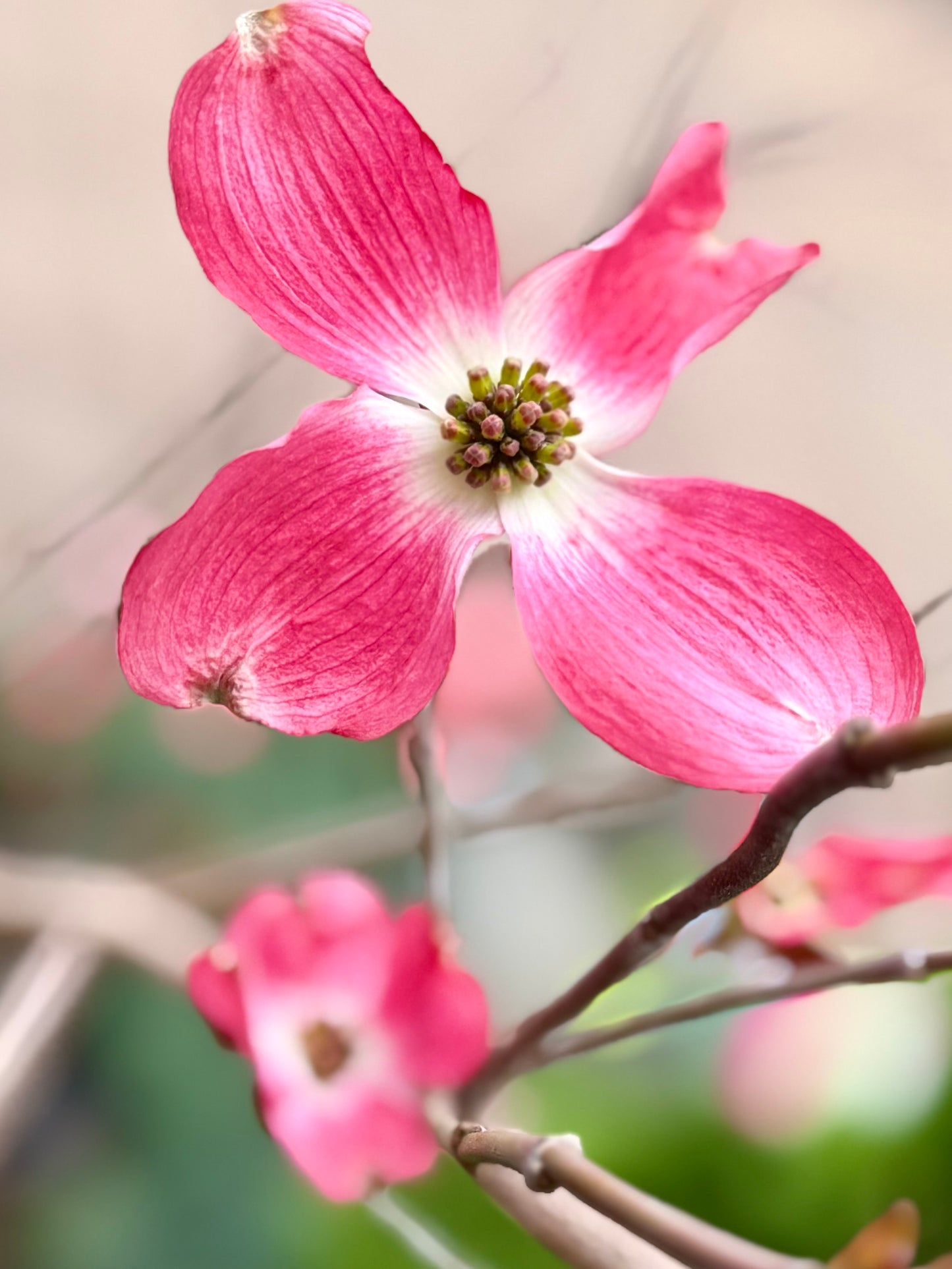 Cornus florida 'Cherokee Brave' (Flowering Dogwood Tree)
