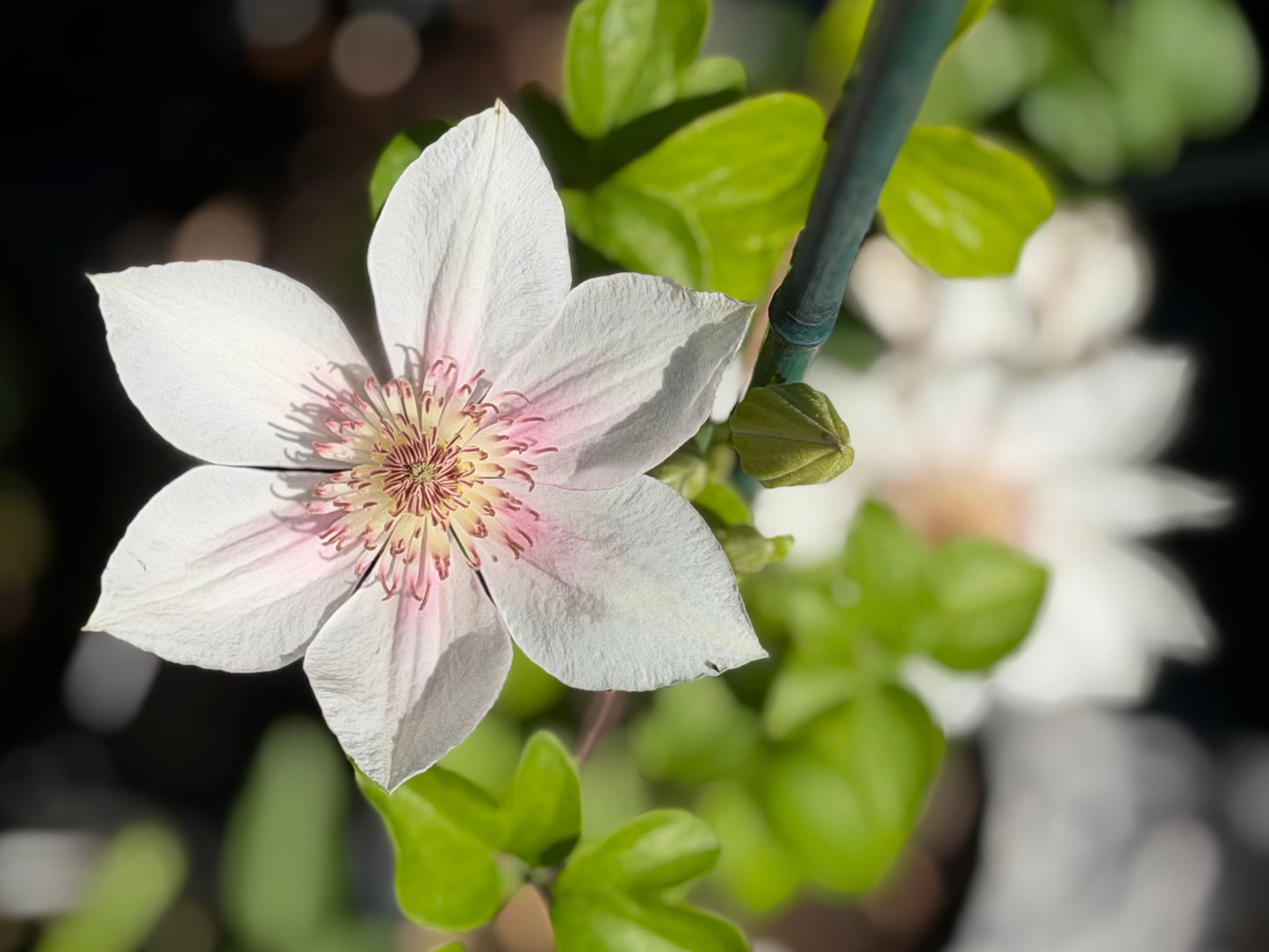 Clematis 'Corinne’