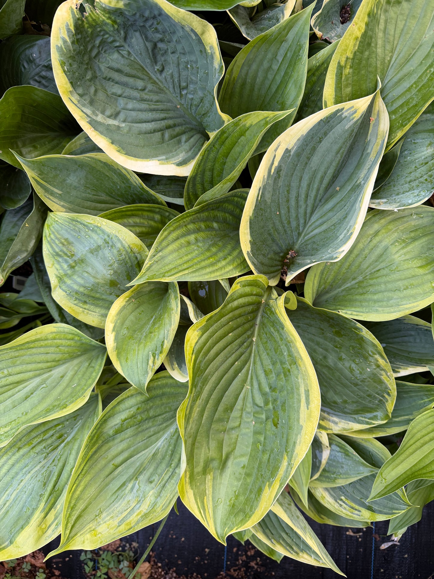 Hosta 'Wu-La-La'