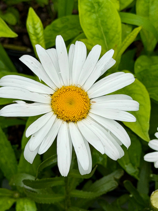Leucanthemum x superbum 'Silver Princess' (Shasta Daisy)