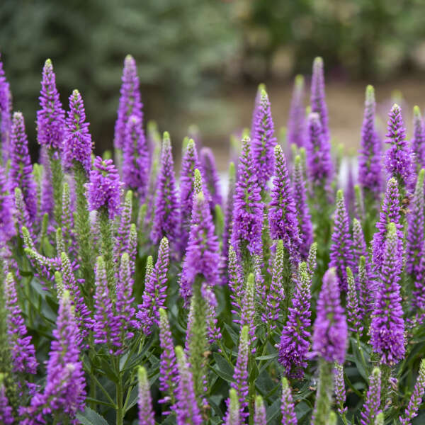 Veronica x 'Da Vinci Delight' (Speedwell)