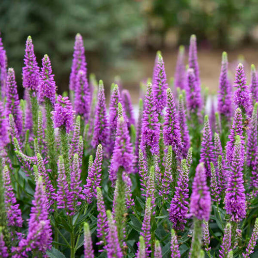 Veronica x 'Da Vinci Delight' (Speedwell)