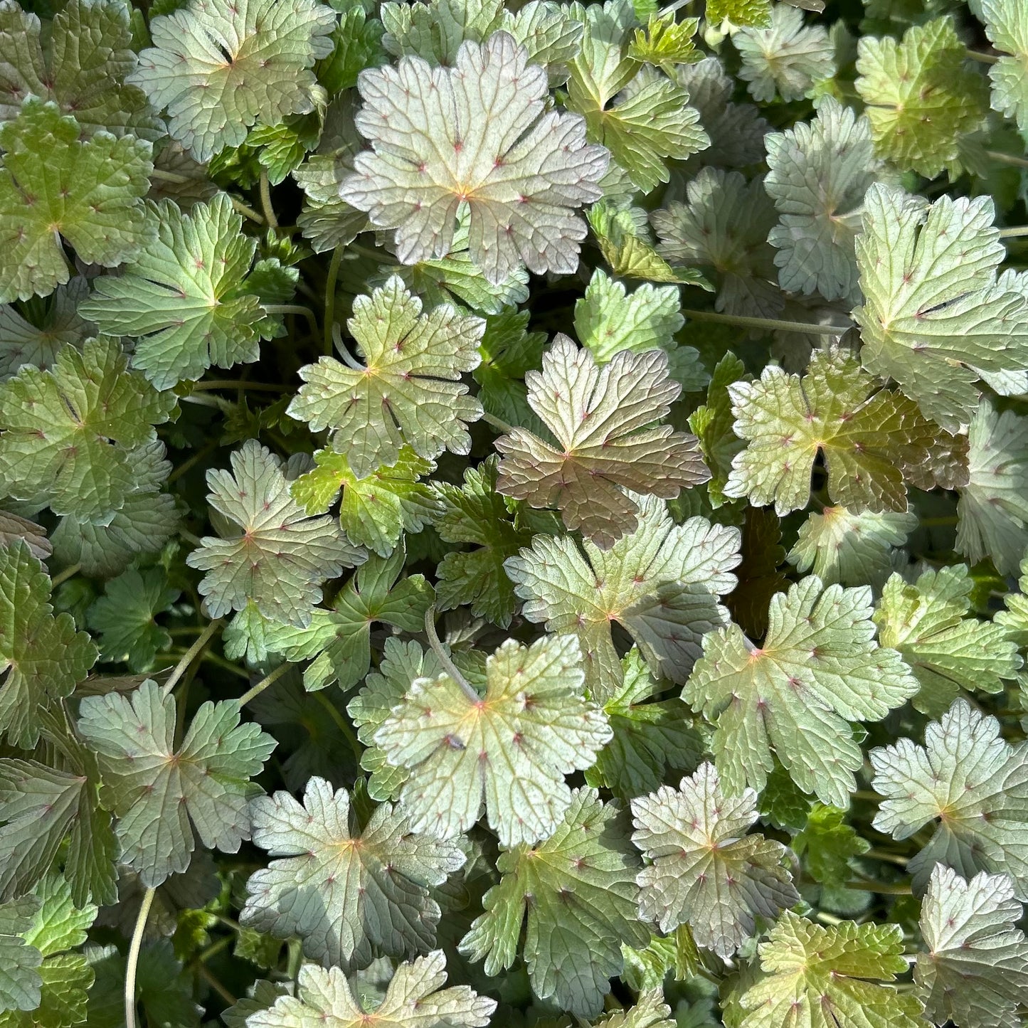 Geranium x 'Orkney Cherry'