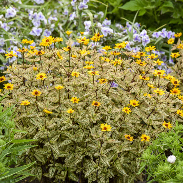 Heliopsis helianthoides 'Touch of Blush' (False Sunflower)