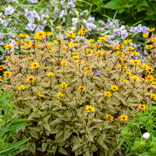 Heliopsis helianthoides 'Touch of Blush' (False Sunflower)