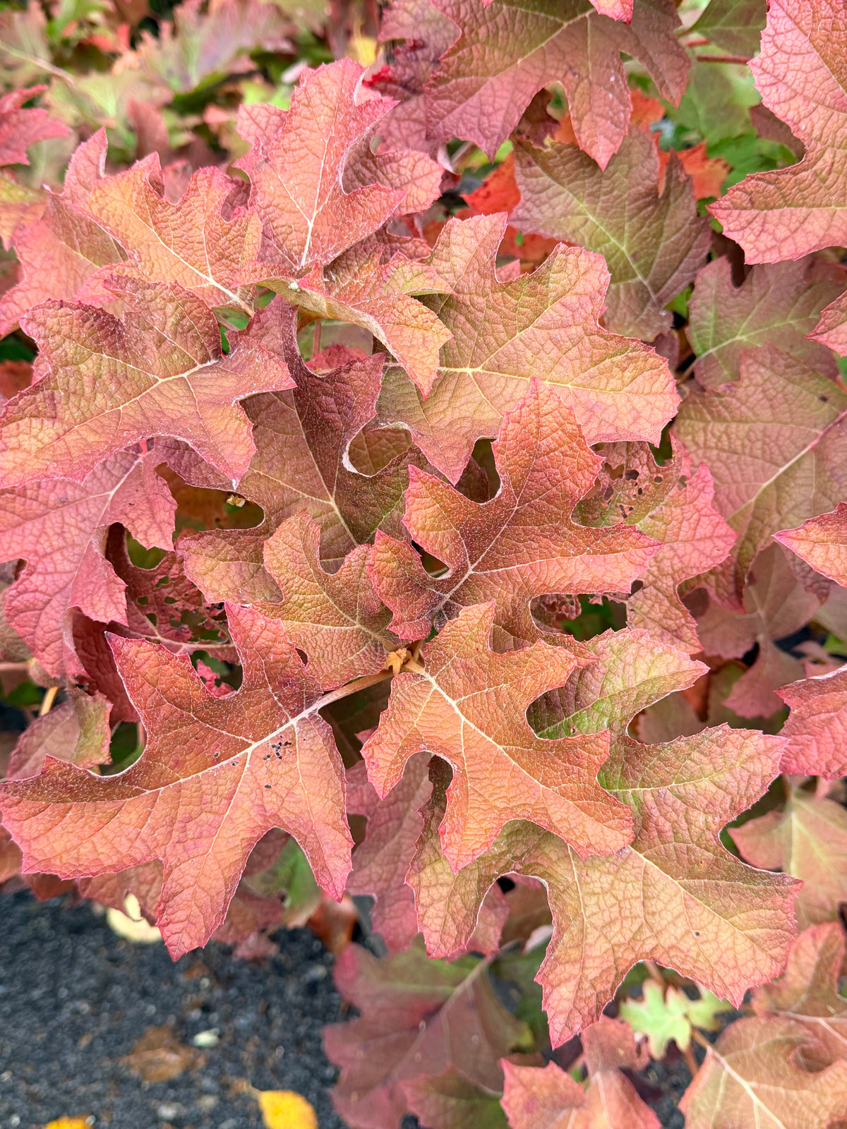 Hydrangea quercifolia 'Jetstream' (Oakleaf Hydrangea)