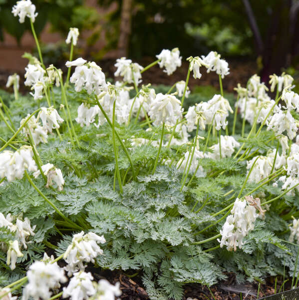 Dicentra x 'White Diamonds' (Bleeding Heart)