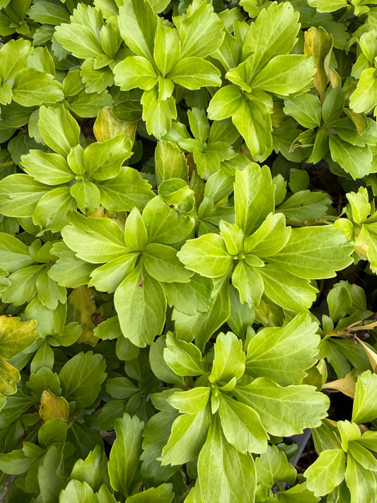 Pachysandra terminalis 'Cabbage Leaf'