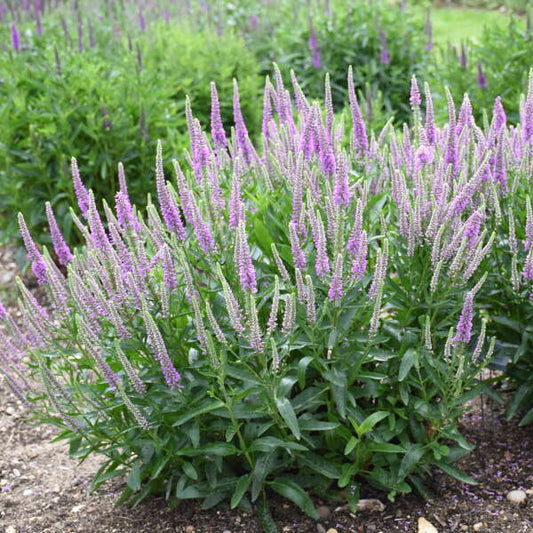 Veronica x 'Da Vinci Delight' (Speedwell)