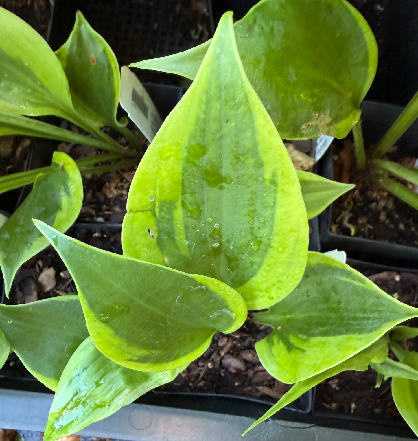 Hosta 'Sum of All'
