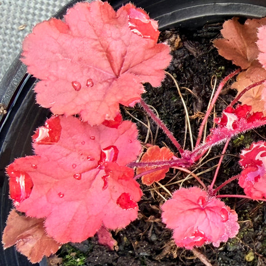Heuchera x 'Northern Exposure™ Red' (Coral Bells)