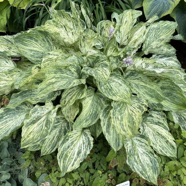 Hosta 'Emperor's New Clothes'