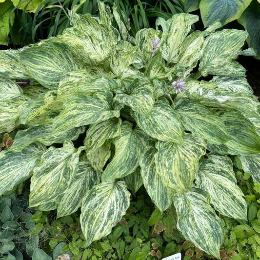 Hosta 'Emperor's New Clothes'