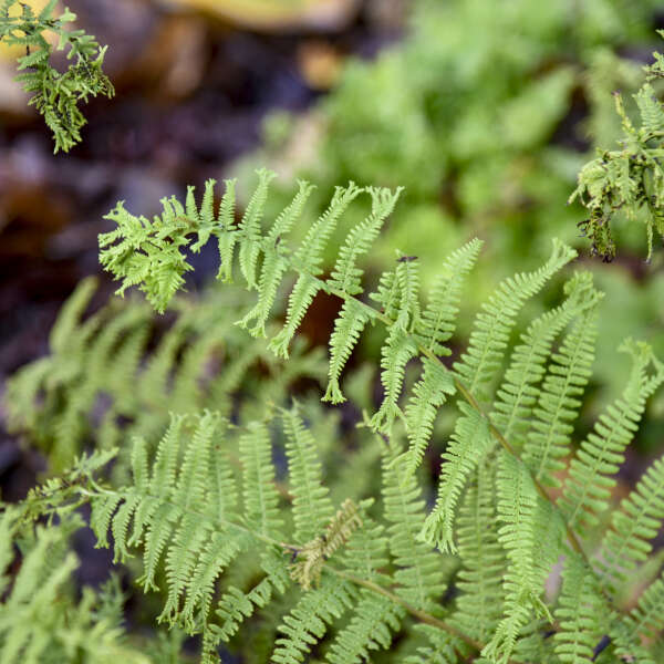 Athyrium filix-femina 'Fronds Forever' (Lady Fern)