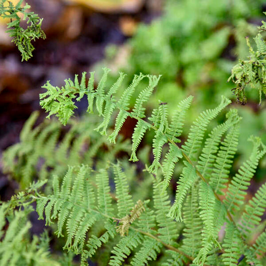 Athyrium filix-femina 'Fronds Forever' (Lady Fern)