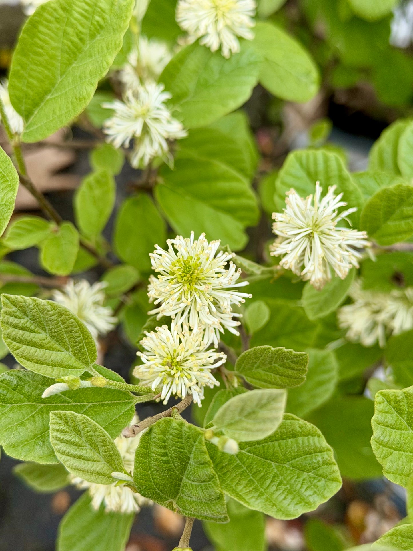 Fothergilla x intermedia 'Legend of the Small®' (Bottlebrush)