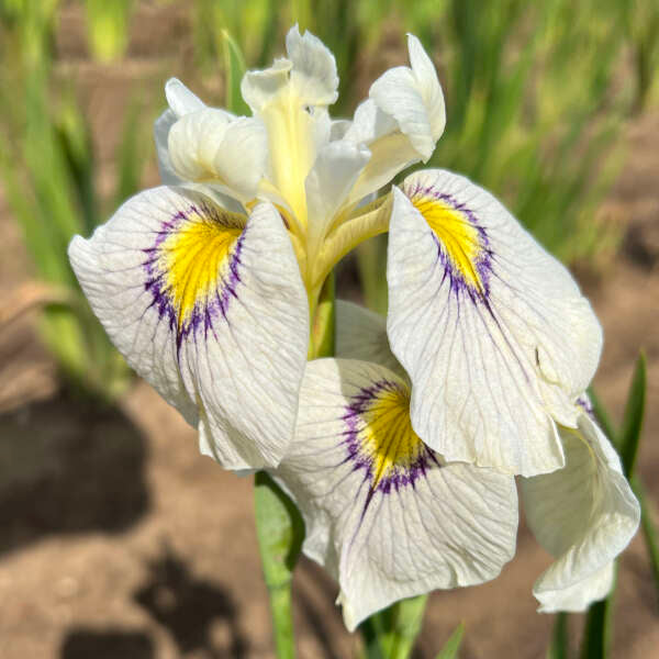 Iris pseudata 'Eye Liner'
