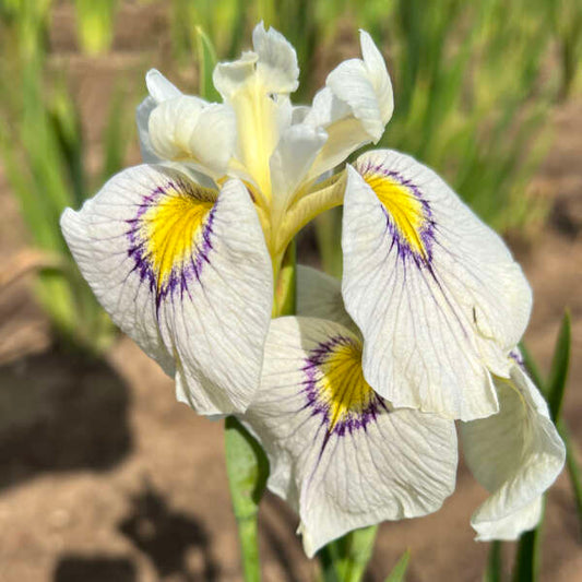 Iris pseudata 'Eye Liner'