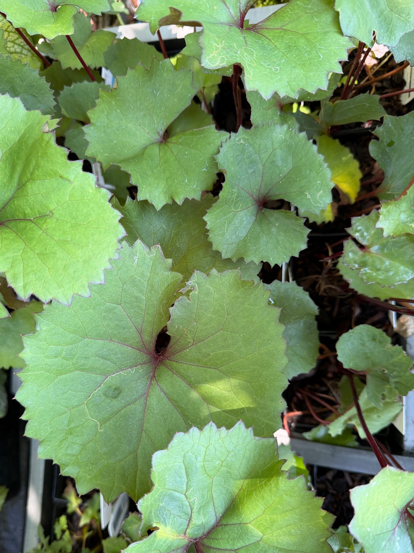 Ligularia dentata 'Midnight Lady'
