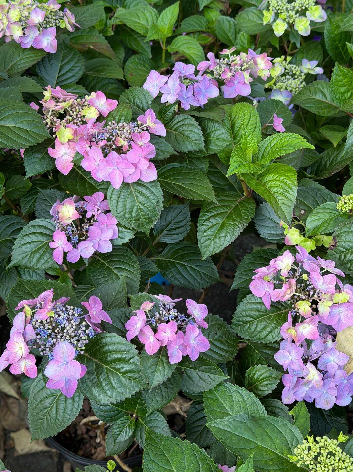Hydrangea macrophylla Endless Summer® 'Pop Star'®