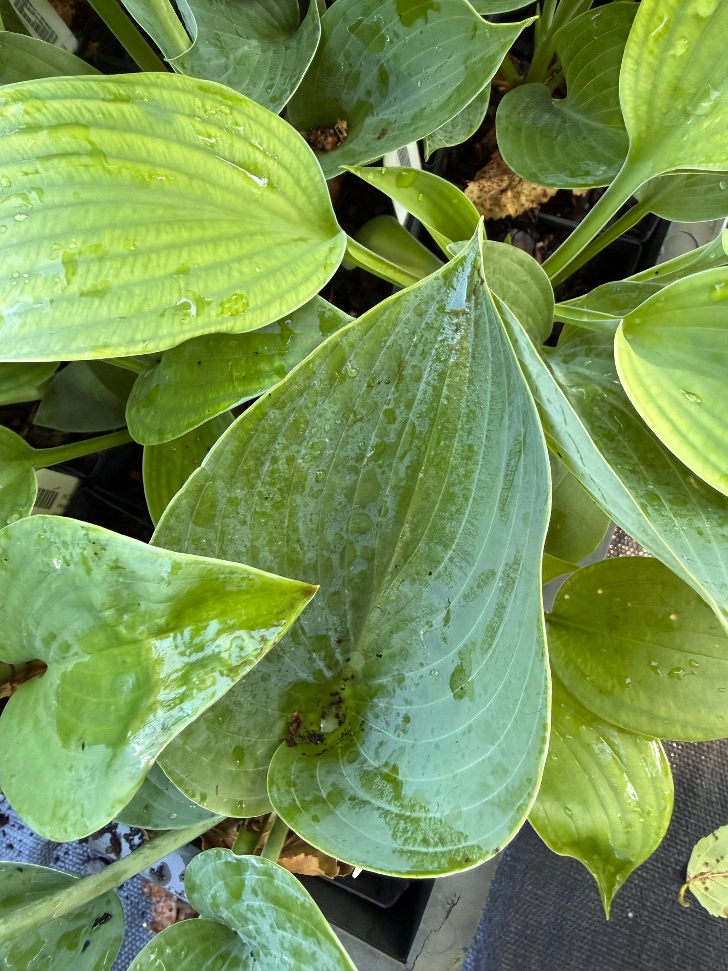 Hosta 'Blue Dolphin'