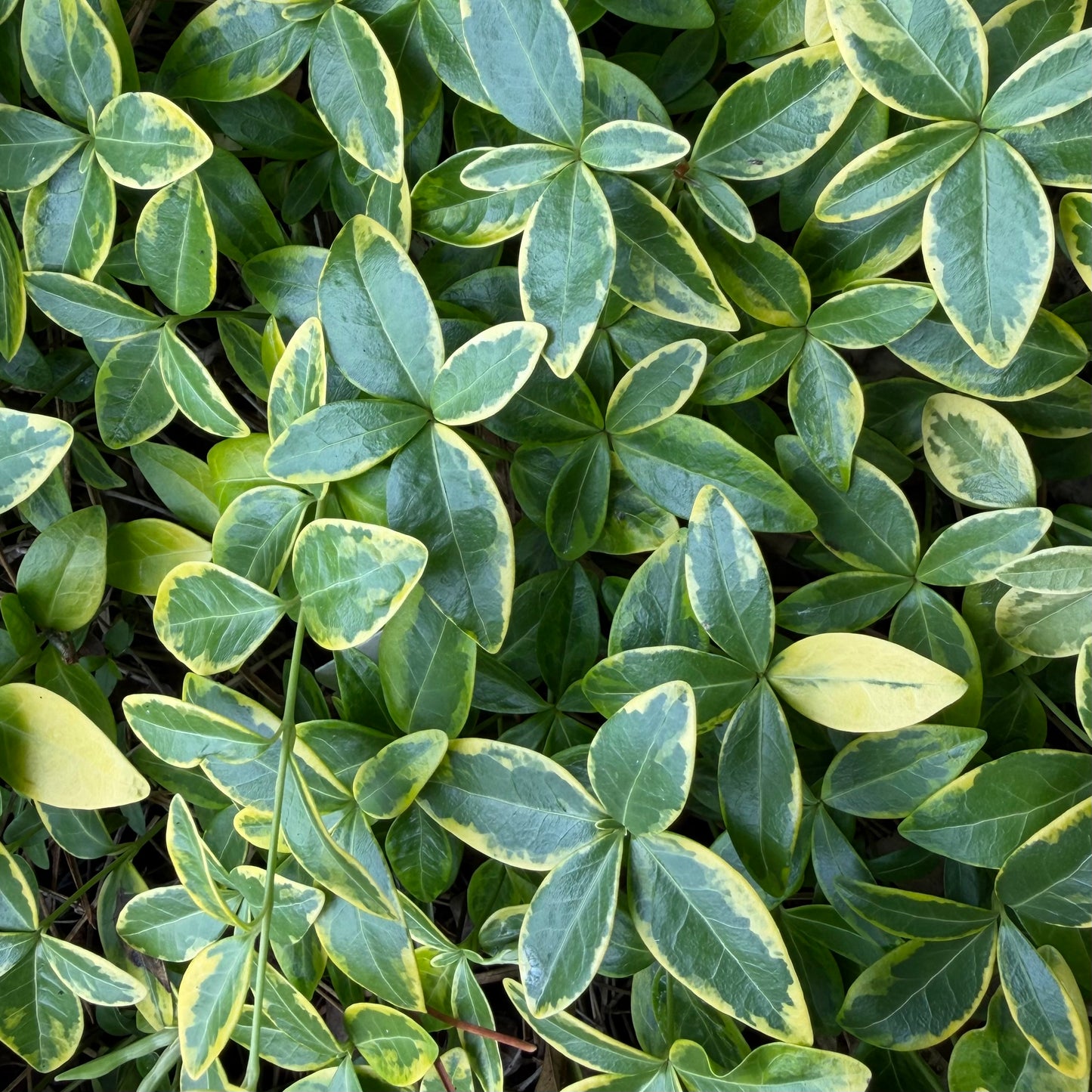 Vinca minor 'Blue & Gold'