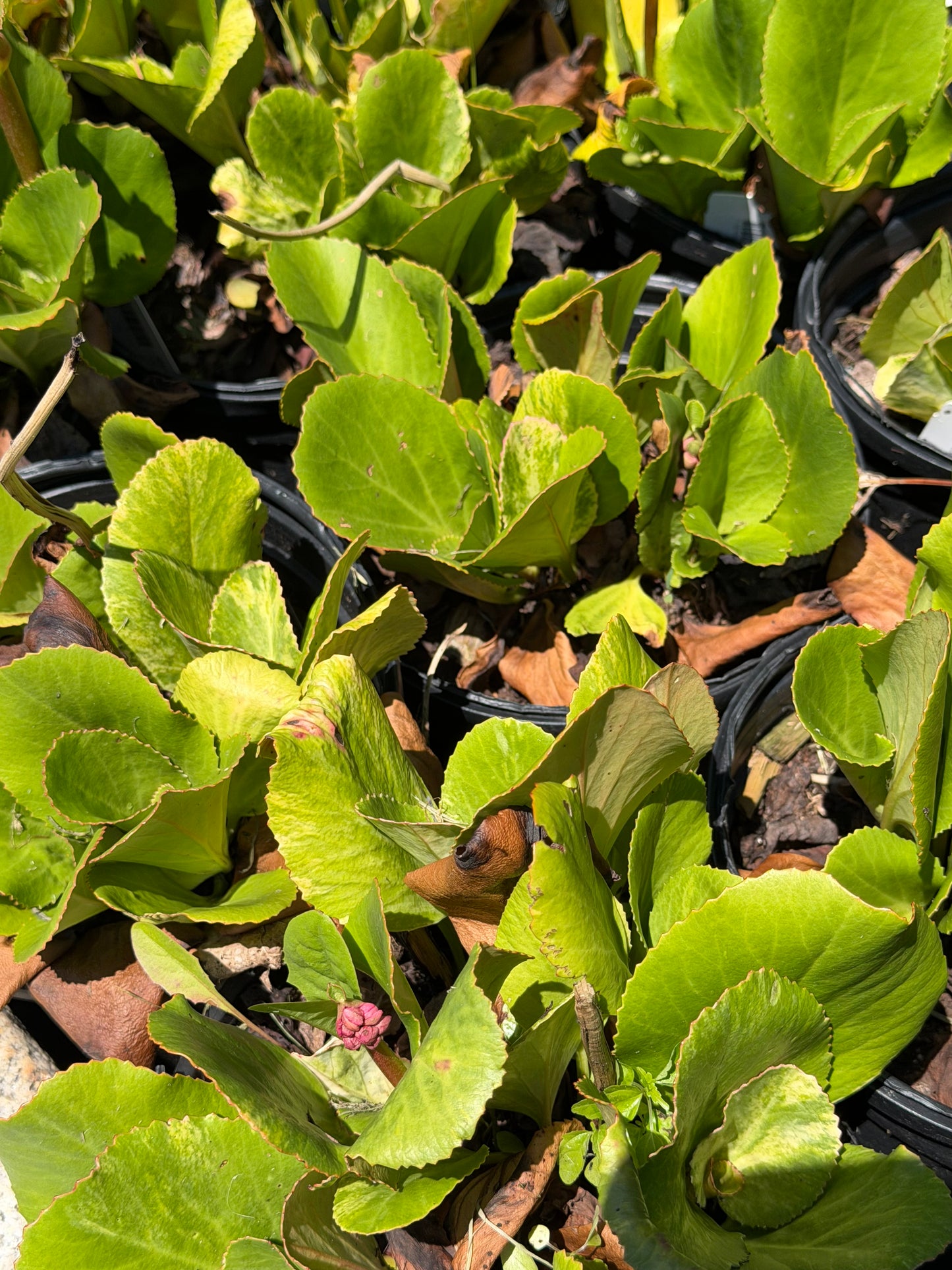 Bergenia cordifolia 'Tubby Andrews' (Saxifraga)
