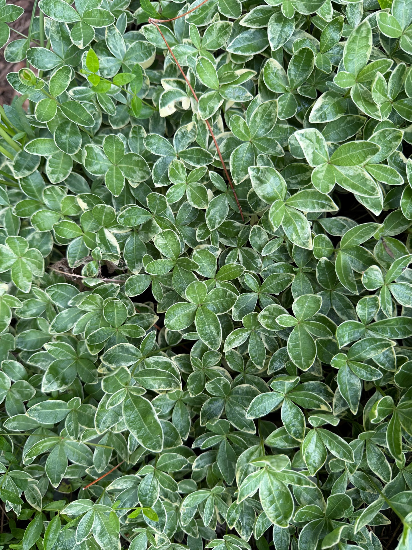 Vinca minor 'Sterling Silver'