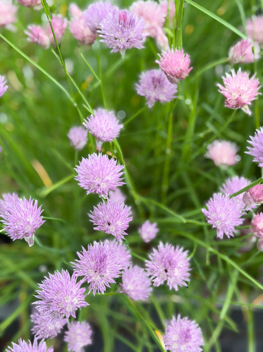 Allium stellatum (Prairie Onion )