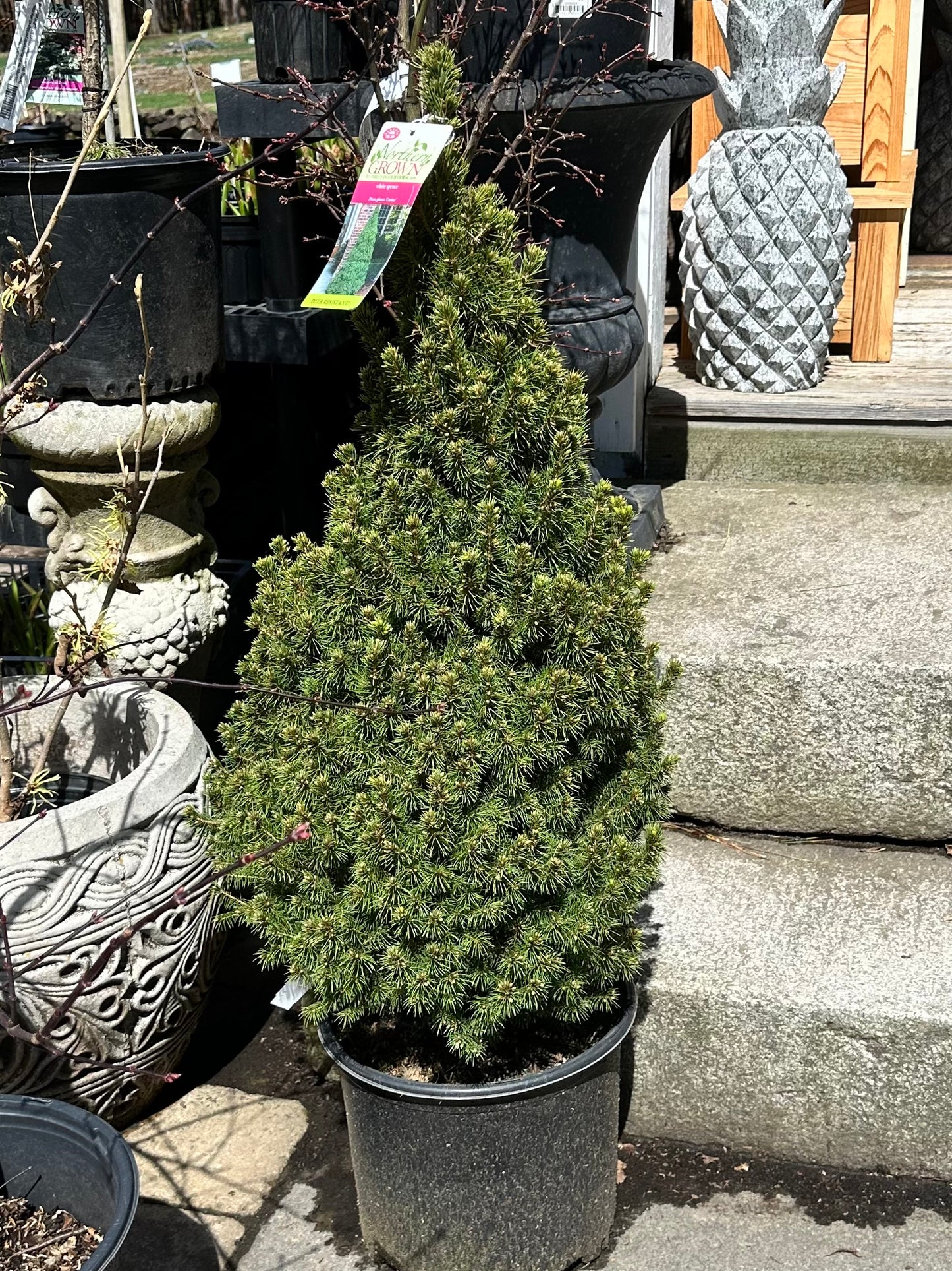 Picea glauca 'Conica'