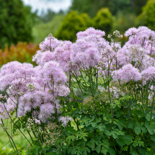 Thalictrum x 'Cotton Candy' (Meadow-Rue)