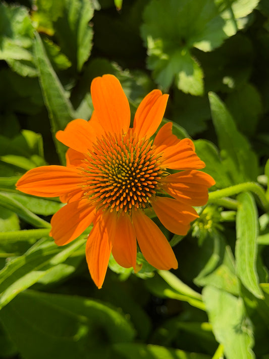 Echinacea Guatemala™ ‘Gold’ (Coneflower)
