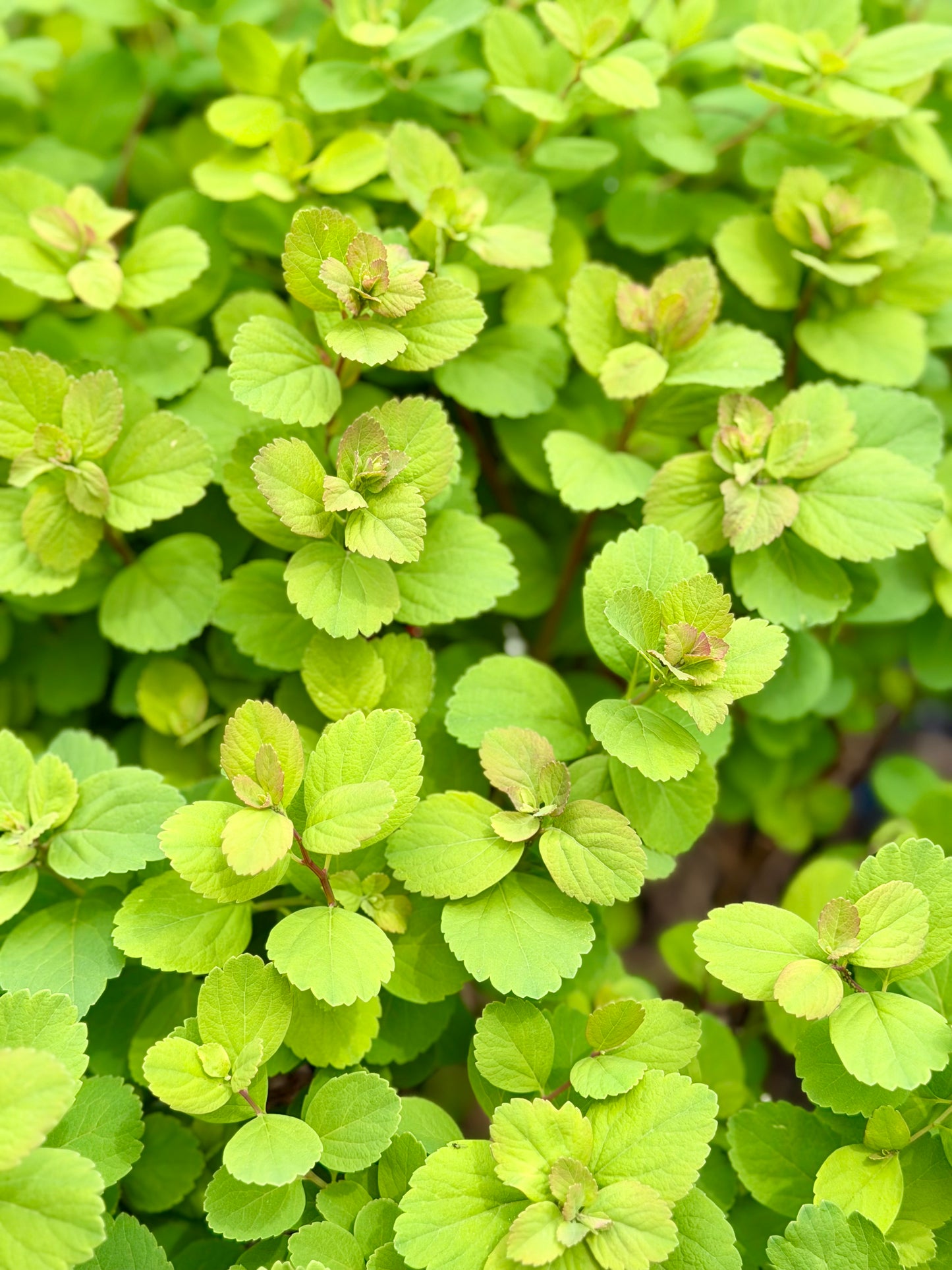 Spiraea betulifolia ‘Tor’ (Birchleaf Spirea)