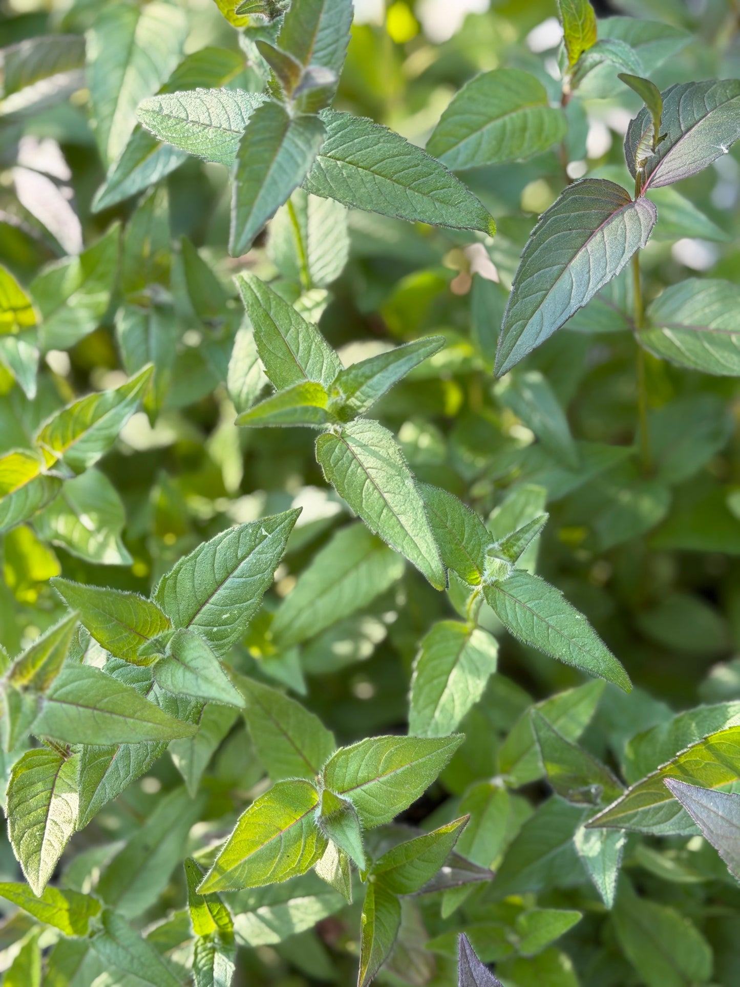 Monarda bradburyana (Bradbury’s Bee Balm)
