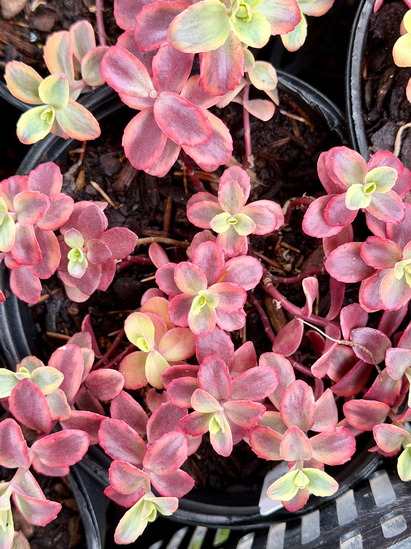 Sedum x SunSparkler® 'Wildfire'