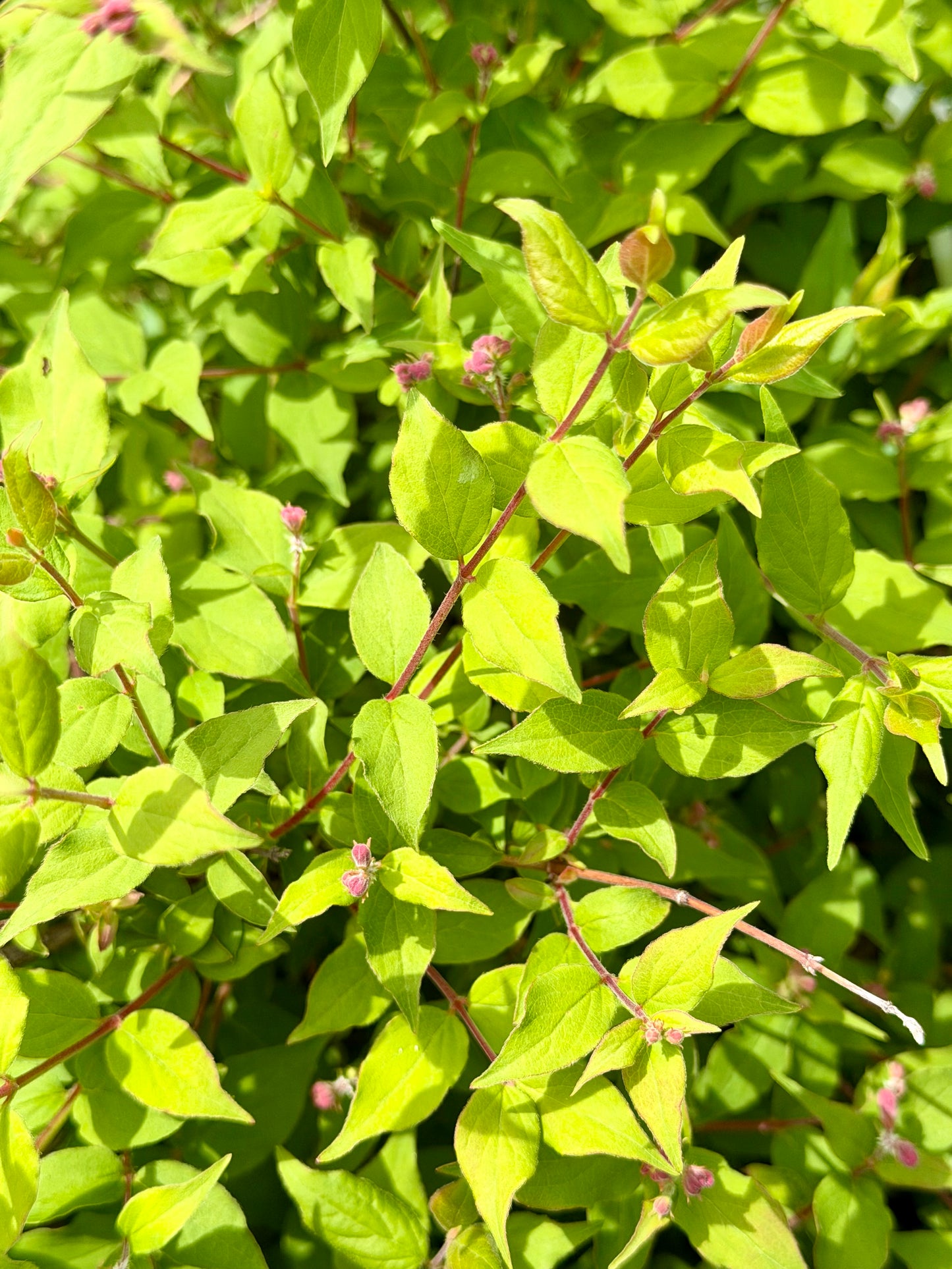 Kolkwitzia ambalis 'Jolene Jolene' - Beauty Bush