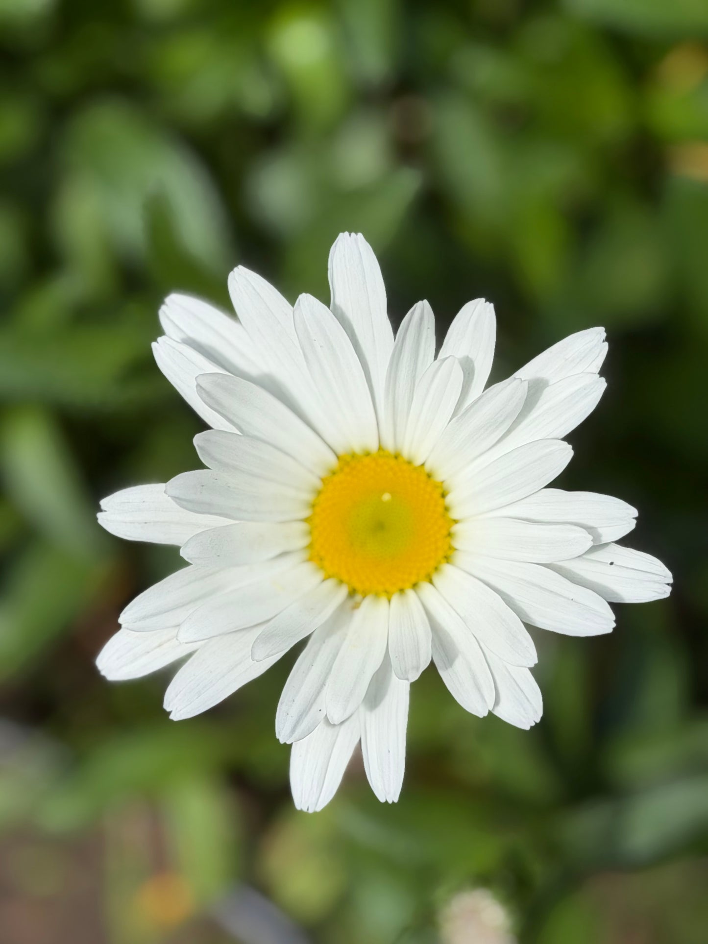 Leucanthemum x superbum 'Betsy' (Shasta Daisy)