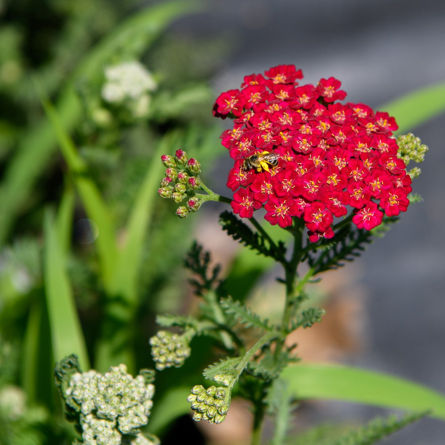 Achillea millefolium 'New Vintage™ Red' (Yarrow)